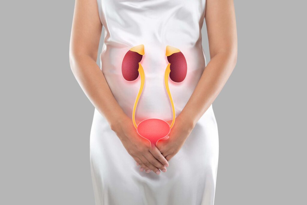 Bladder and kidneys